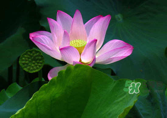 八月份還有荷花嗎？8月份還有荷花嗎？
