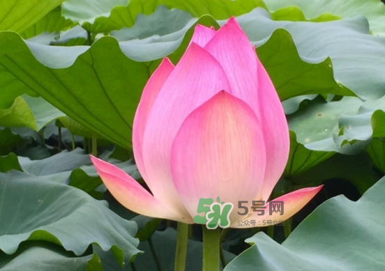 八月份還有荷花嗎？8月份還有荷花嗎？