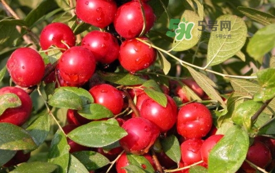 鈣果怎么吃？鈣果食用方法