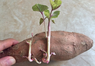 地瓜發(fā)芽了怎么種盆栽？拔絲地瓜怎么熬糖