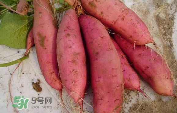 紅薯什么時候成熟？紅薯什么時候吃最好