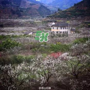 奈李是什么水果？奈李為什么會(huì)空心