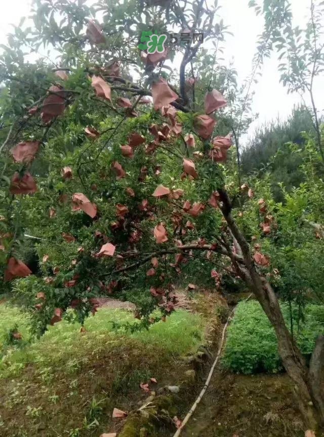 奈李是什么水果？奈李為什么會(huì)空心