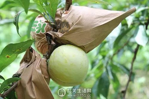 奈李是什么水果？奈李為什么會(huì)空心