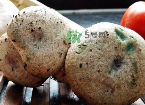 松乳菇真的好吃嗎？松乳菇哪里能吃到