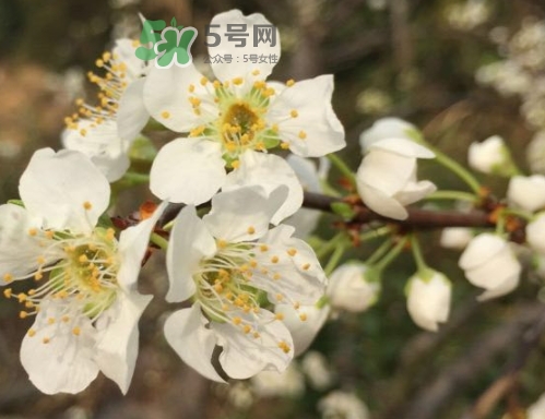 奈李可以放冰箱嗎？奈李怎么保存