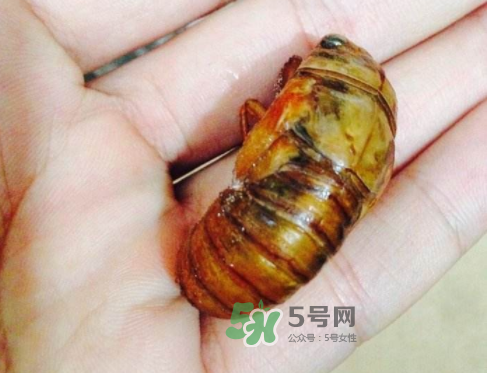 知了猴可以煮著吃嗎？知了猴怎么煮？