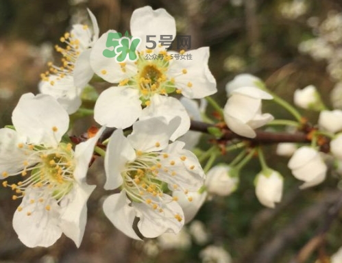 月經(jīng)期間可以吃奈李嗎？來月經(jīng)可以吃奈李嗎