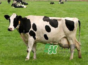 牛初乳咀嚼片為什么會拉肚子？牛初乳咀嚼片吃了拉肚子正常嗎？