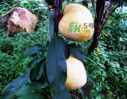 黃金奈李多少錢(qián)一斤？黃金奈李價(jià)格