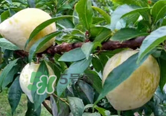 黃金奈李多少錢(qián)一斤？黃金奈李價(jià)格