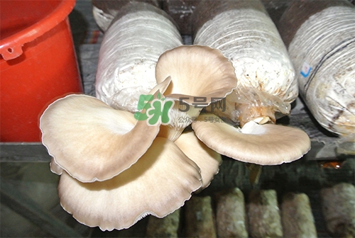 秀珍菇一畝地能種植多少包？秀珍菇如何出菇管理