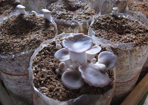 秀珍菇什么品種好？一萬袋秀珍菇要多少成本