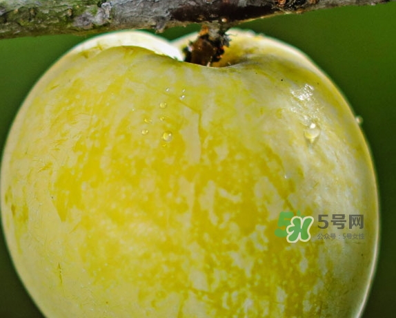 黃金奈李什么時(shí)候成熟？黃金奈李孕婦可以吃嗎
