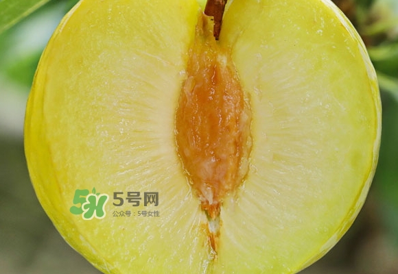 黃金奈李什么時(shí)候成熟？黃金奈李孕婦可以吃嗎