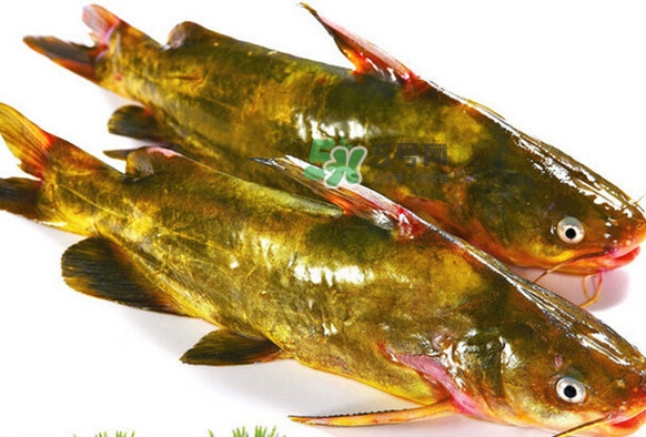 黃刺魚死了能吃嗎？黃刺魚不能與什么同食