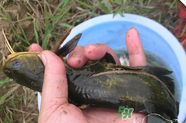 黃刺魚什么天氣好釣？黃刺魚釣魚最佳時(shí)間