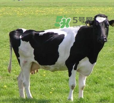 牛初乳哪種比較好？牛初乳哪個(gè)品牌的好？