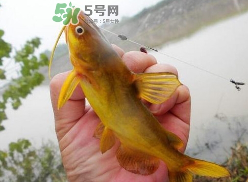 黃刺魚多少錢一斤？野生黃刺魚多少錢一斤