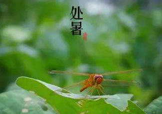 立秋為什么在處暑前？為什么立秋早過處暑？