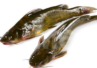 黃刺魚什么天氣好釣？黃刺魚釣魚最佳時(shí)間