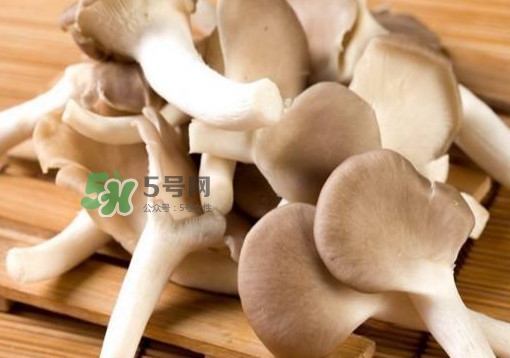 秀珍菇一畝地能種植多少包？秀珍菇如何出菇管理