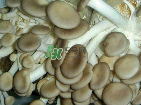 哪些人不能吃秀珍菇？秀珍菇不能和什么同吃？