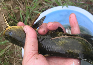 黃刺魚死了能吃嗎？黃刺魚不能與什么同食