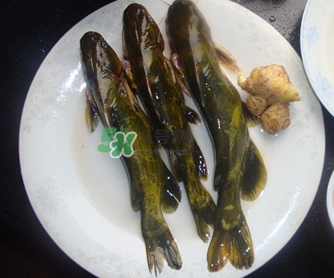 黃刺魚是發(fā)物嗎？黃刺魚是黃辣丁嗎
