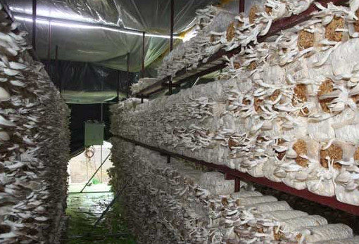 秀珍菇什么品種好？一萬袋秀珍菇要多少成本