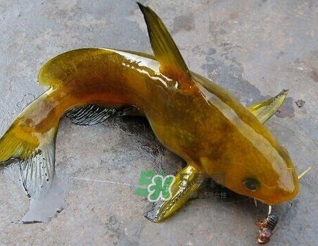 黃刺魚幾月份最好釣？黃刺魚怎么釣