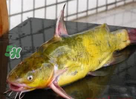 黃刺魚什么天氣好釣？黃刺魚釣魚最佳時(shí)間