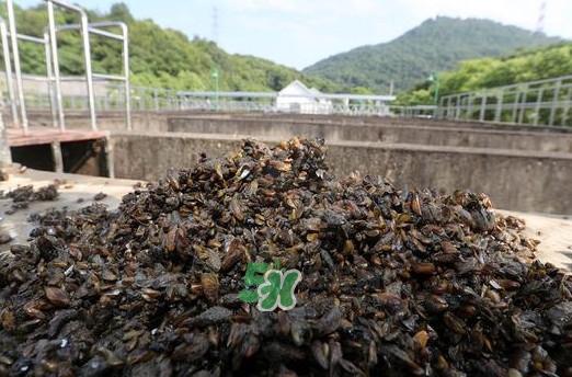 海瓜子多少錢一斤？西湖撈起的海瓜子能吃嗎