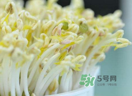 豆芽什么季節(jié)吃？豆芽什么時(shí)候有
