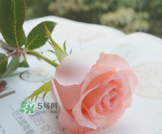 roseonly限量紅粉玫瑰多少錢(qián)？有幾朵？