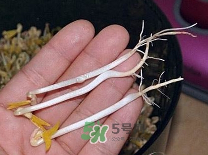 豆芽是發(fā)物嗎？豆芽能見陽(yáng)光嗎
