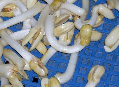 花生芽多少錢(qián)一斤？花生芽苦味有毒嗎？