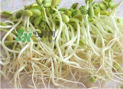 豆芽是發(fā)物嗎？豆芽能見陽(yáng)光嗎