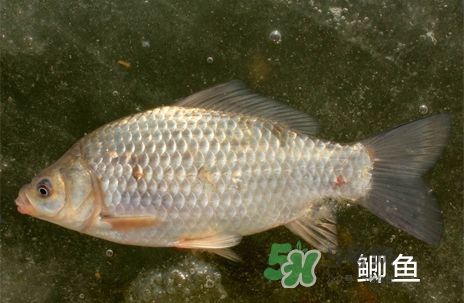 鰣魚和響魚是兩種魚嗎？鰣魚和鯽魚的區(qū)別