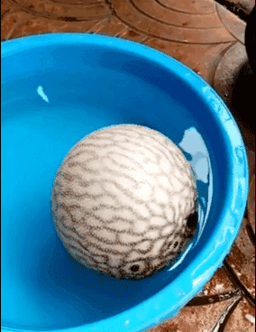 河豚魚多少錢一斤？河豚為什么會(huì)鼓起來(lái)