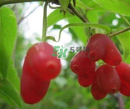 杈杷果能放時(shí)間長嗎？杈杷果怎么保存？