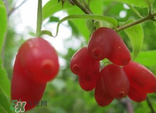 杈杷果能放時(shí)間長嗎？杈杷果怎么保存？