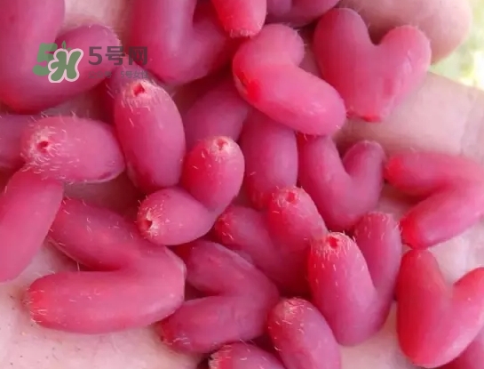 杈杷果怎么吃？杈杷果食用方法