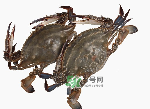梭子蟹一只大概多重？梭子蟹一斤一般幾只？