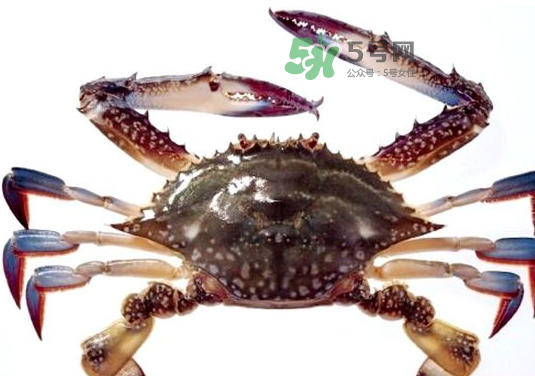 梭子蟹一只大概多重？梭子蟹一斤一般幾只？