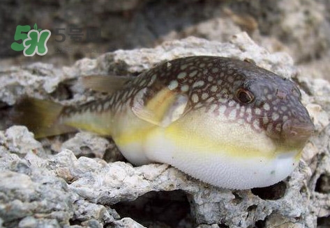 河鲀是淡水魚嗎？河鲀是哺乳動物嗎