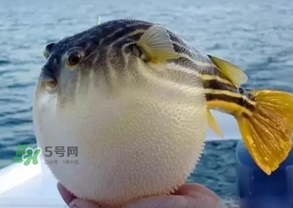 河鲀和大巴魚是一回事嗎？河鲀有哪些營養(yǎng)價值