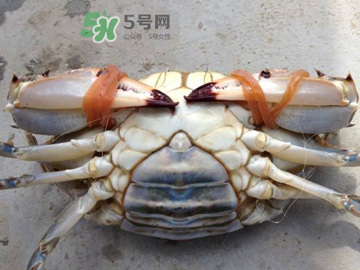 飛蟹可以冷凍嗎？飛蟹能冷凍保存嗎？