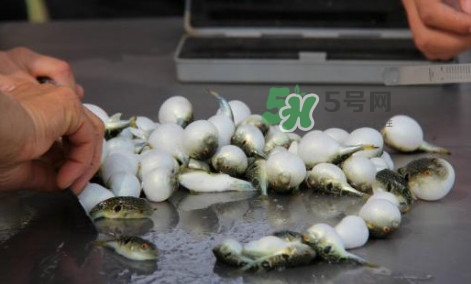 河豚能吃嗎？河豚可以吃嗎