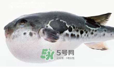 河豚究竟有多好吃？河豚最毒的部位是哪里